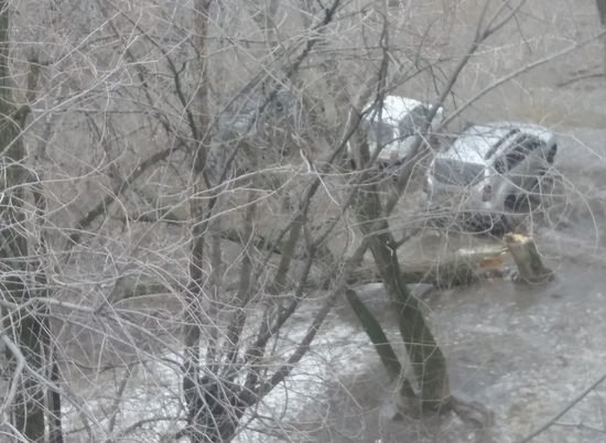 На севере Волгограда ураганный ветер снёс дерево